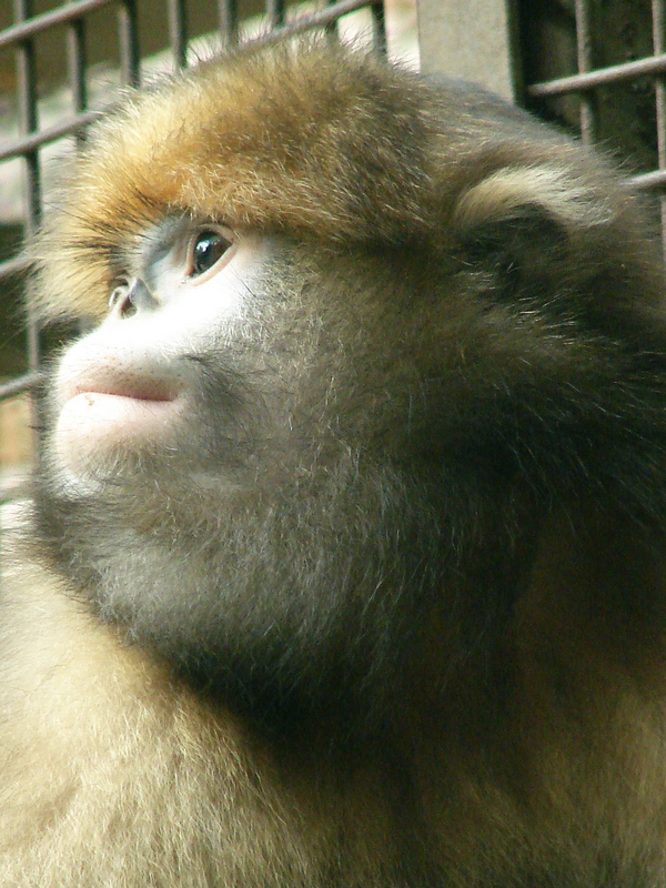 Gray snub-nosed monkey / Rhinopithecus brelichi (female)