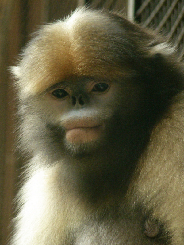 Gray snub-nosed monkey / Rhinopithecus brelichi (female)