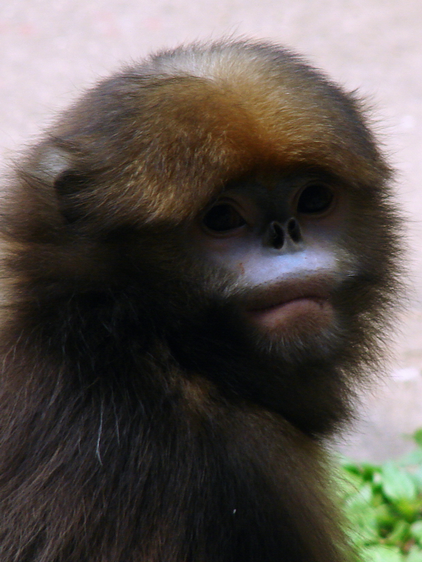 Gray snub-nosed monkey / Rhinopithecus brelichi (female)