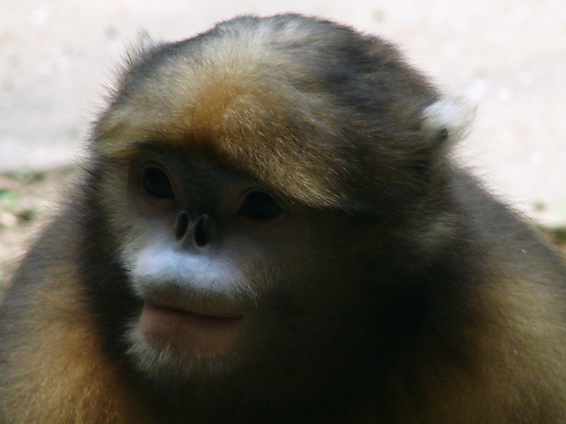 Gray snub-nosed monkey / Rhinopithecus brelichi (male)