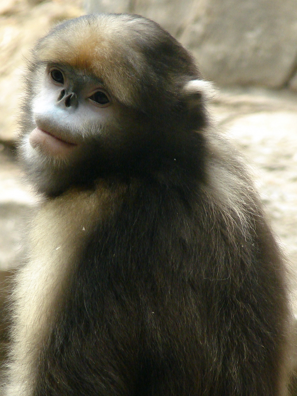 Gray snub-nosed monkey / Rhinopithecus brelichi (male)