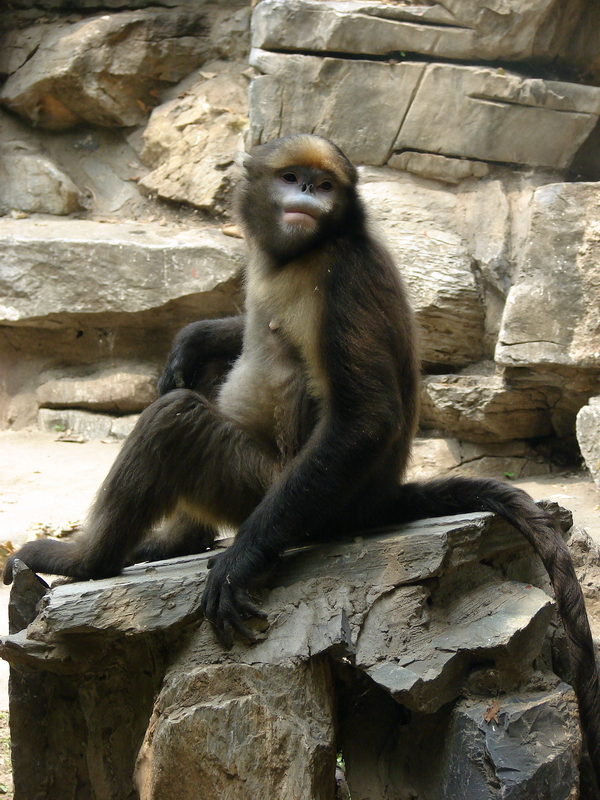 Gray snub-nosed monkey / Rhinopithecus brelichi (male)