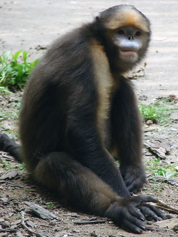Gray snub-nosed monkey / Rhinopithecus brelichi (male)