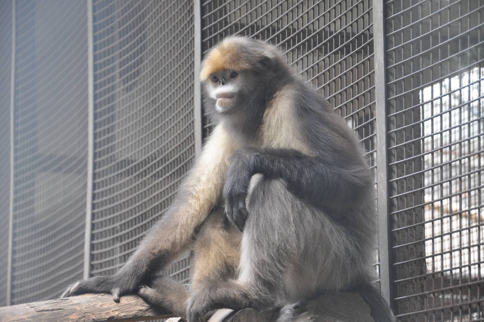 Gray snub-nosed monkey/ Rhinopithecus brelichi