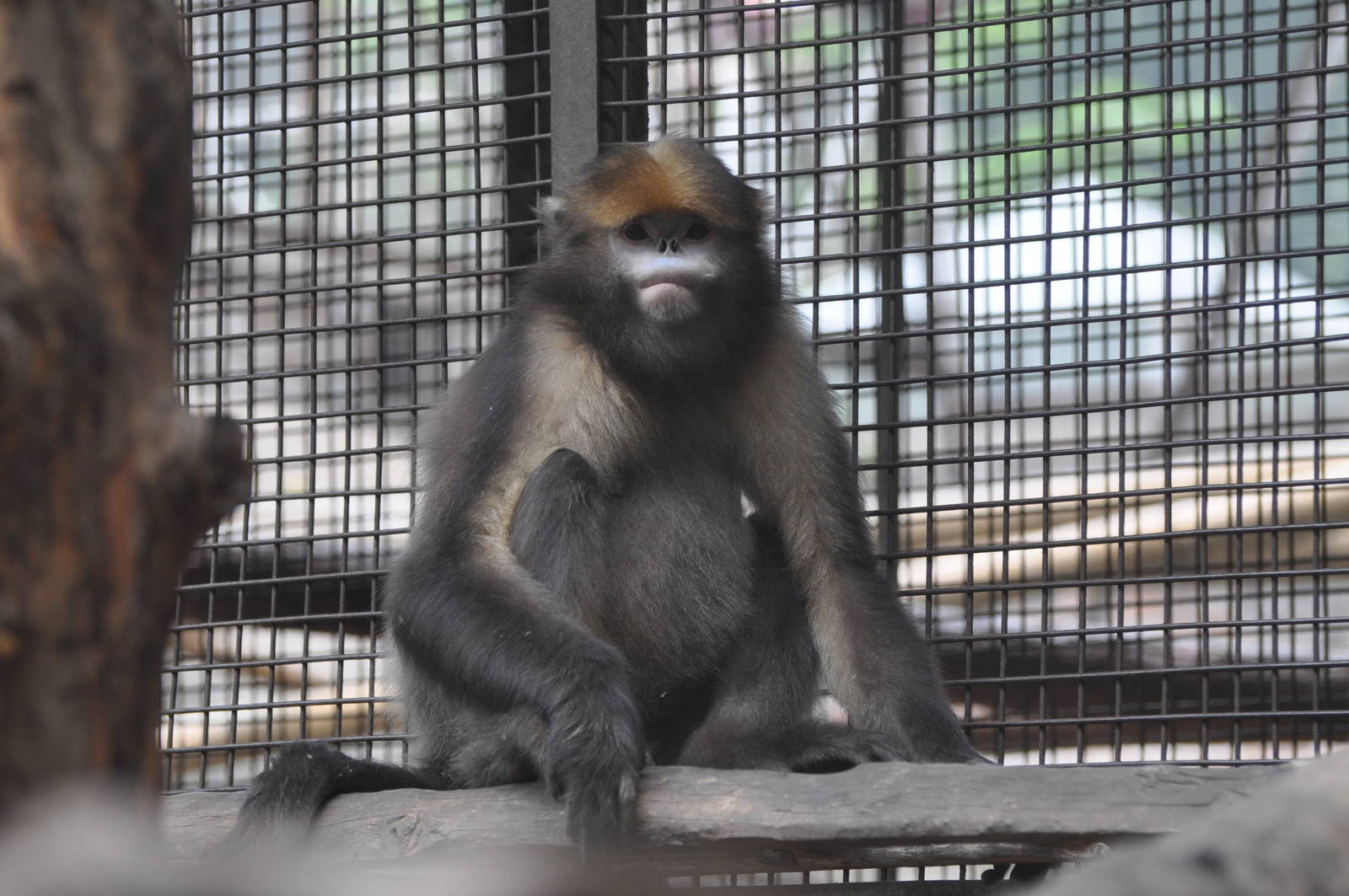 Gray snub-nosed monkey / Rhinopithecus brelichi