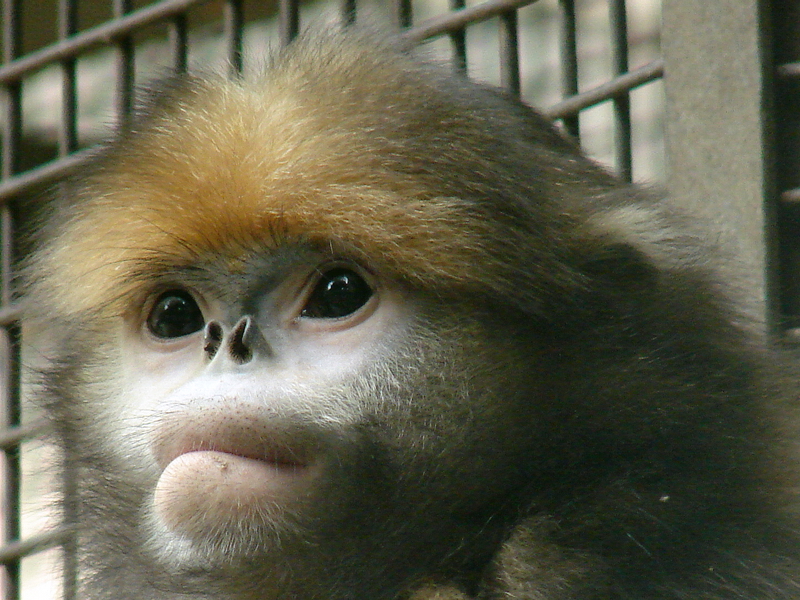 Gray snub-nosed monkey / Rhinopithecus brelichi