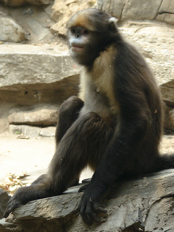 Gray snub-nosed monkey / Rhinopithecus brelichi