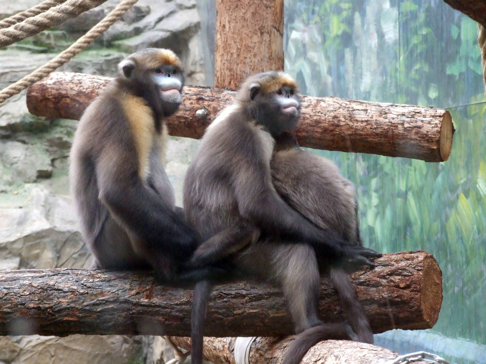 gray snub-nosed monkey (Rhinopithecus brelichi)