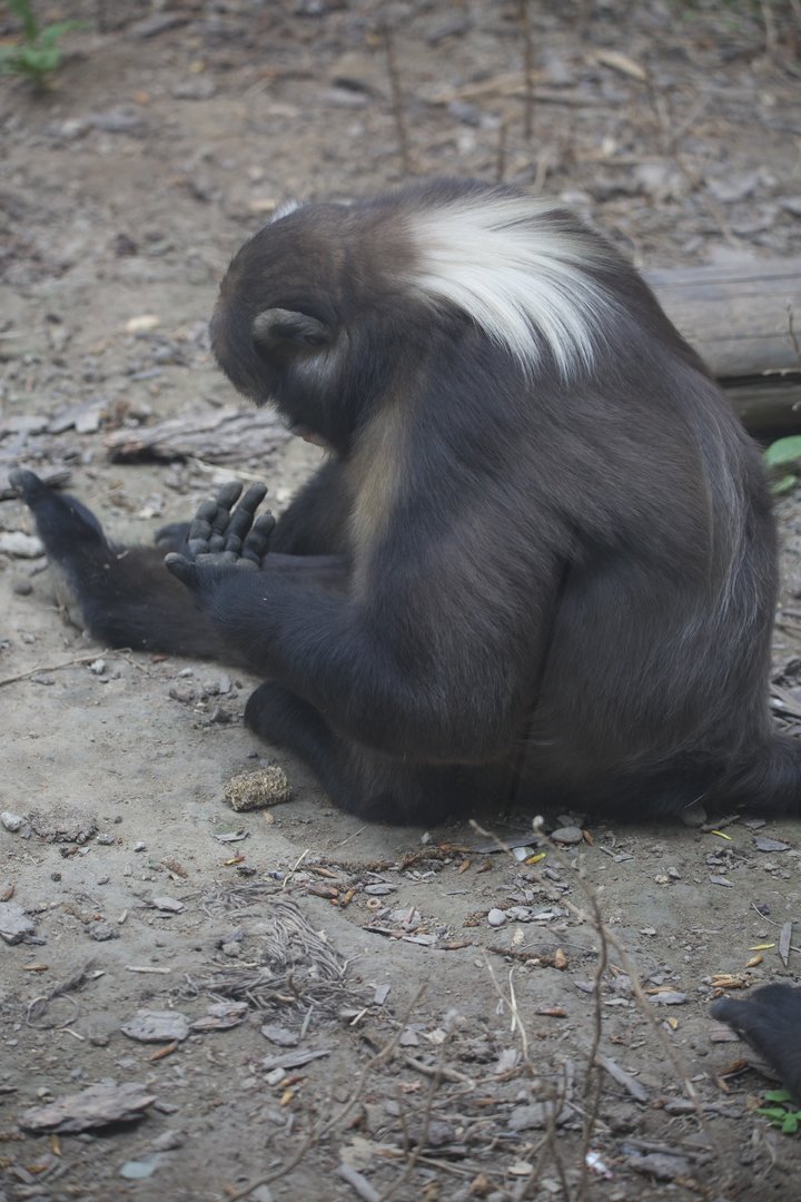 Gray snub-nosed monkey/ Rhinopithecus brelichi