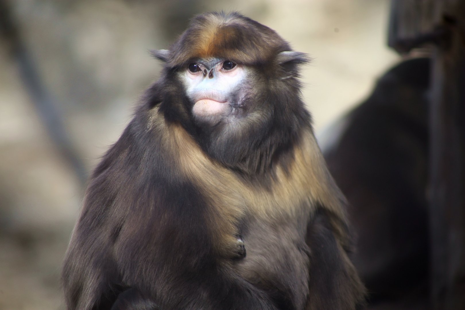 Gray Snub-nosed Monkey (Rhinopithecus brelichi)