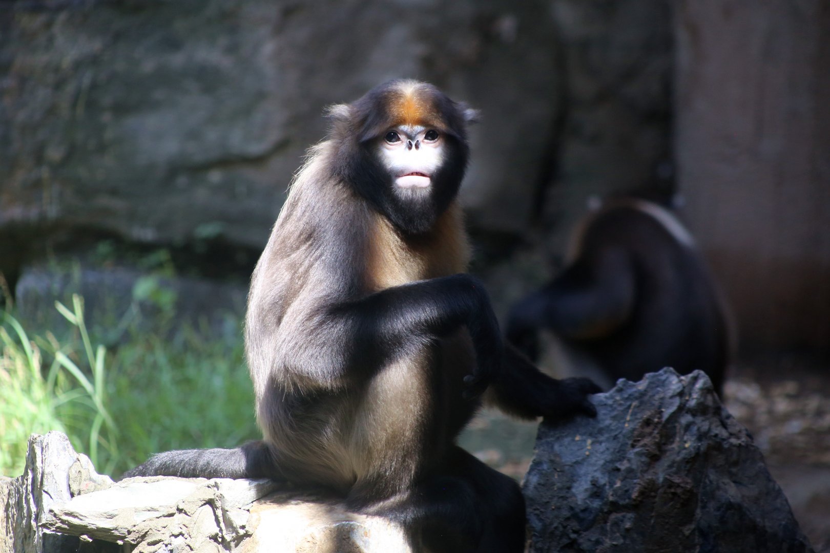 Gray Snub-nosed Monkey (Rhinopithecus brelichi)