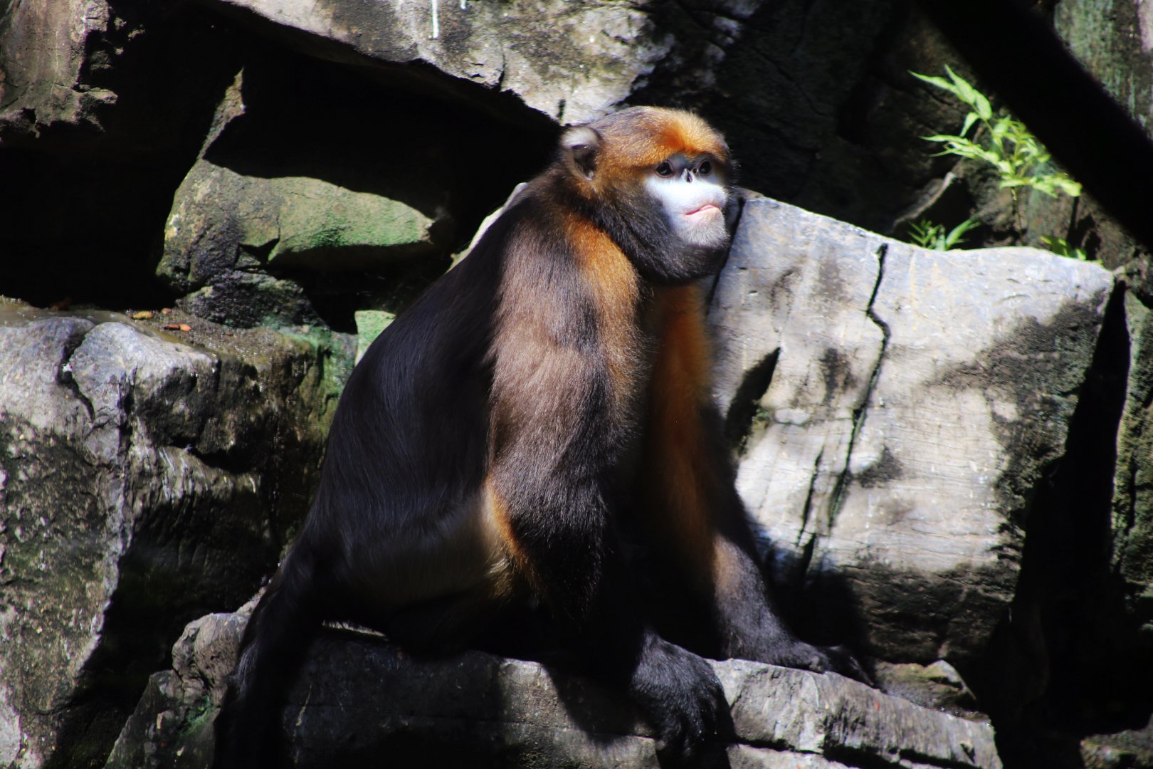 Gray Snub-nosed Monkey (Rhinopithecus brelichi)