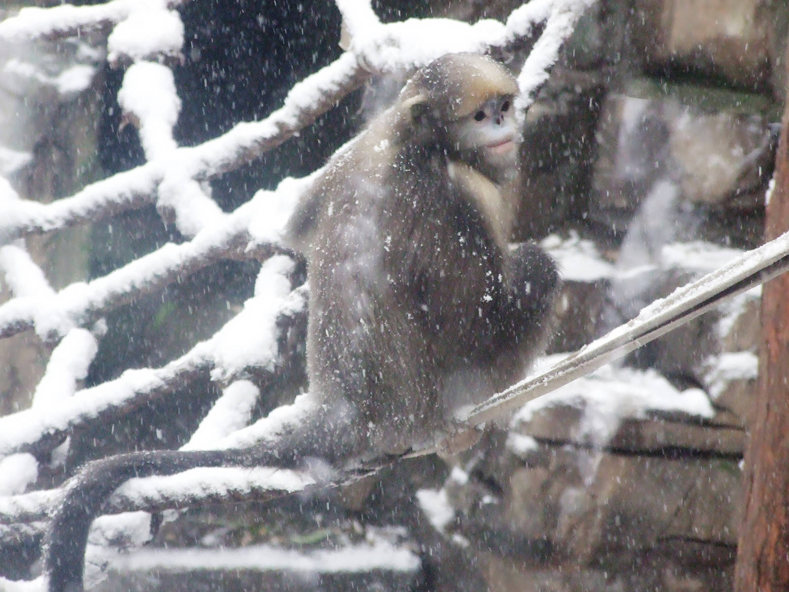 gray snub-nosed monkey