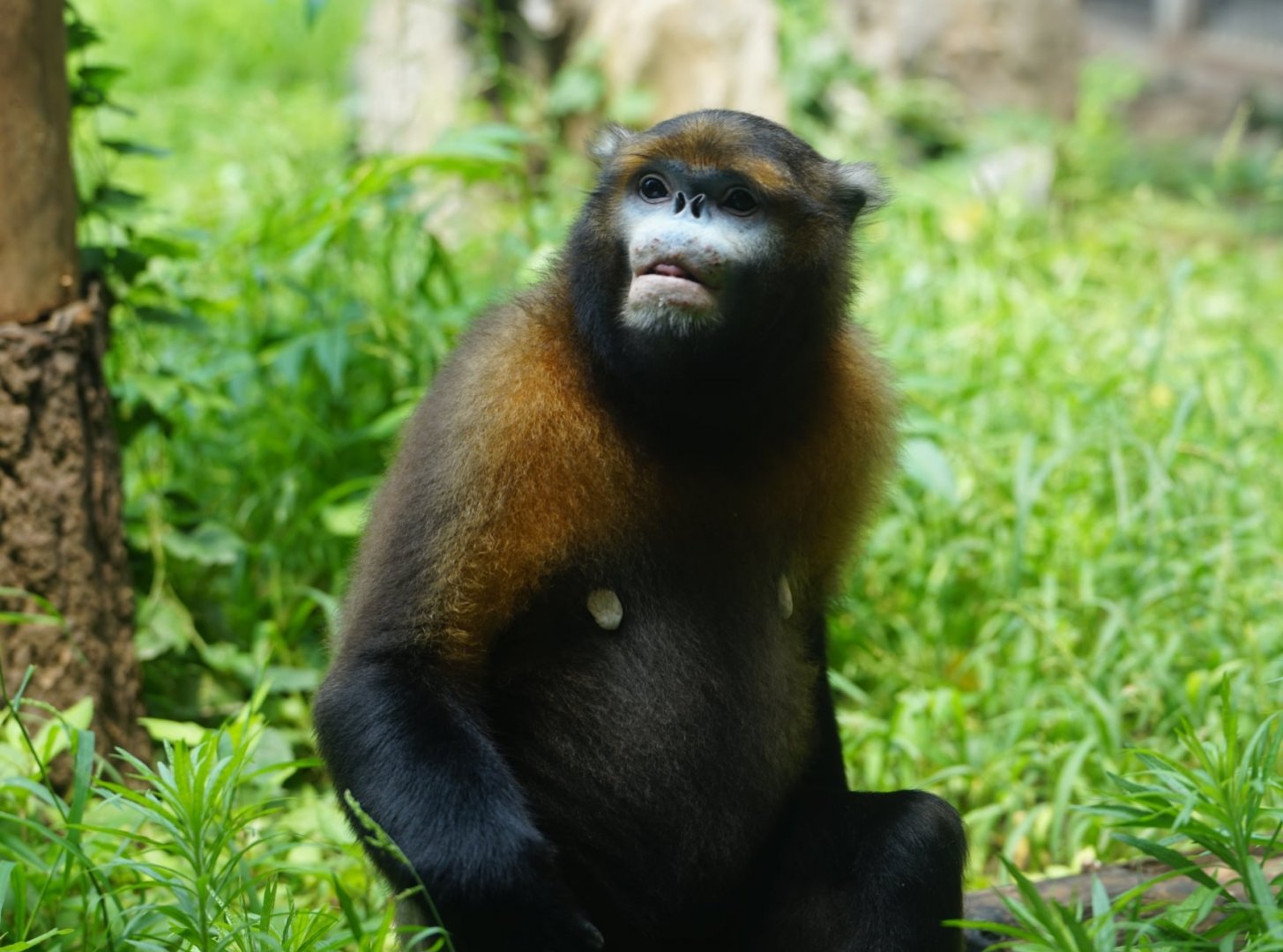 Gray Snub-nosed Monkey