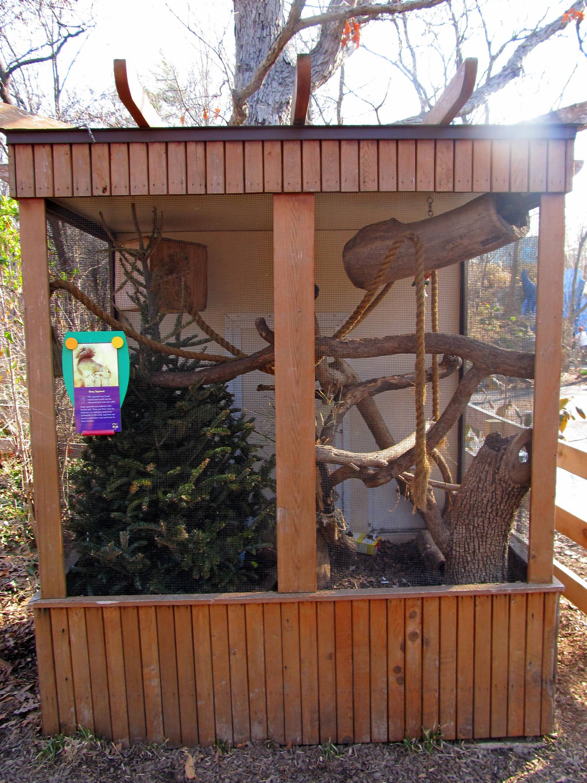 Gray Squirrel Exhibit
