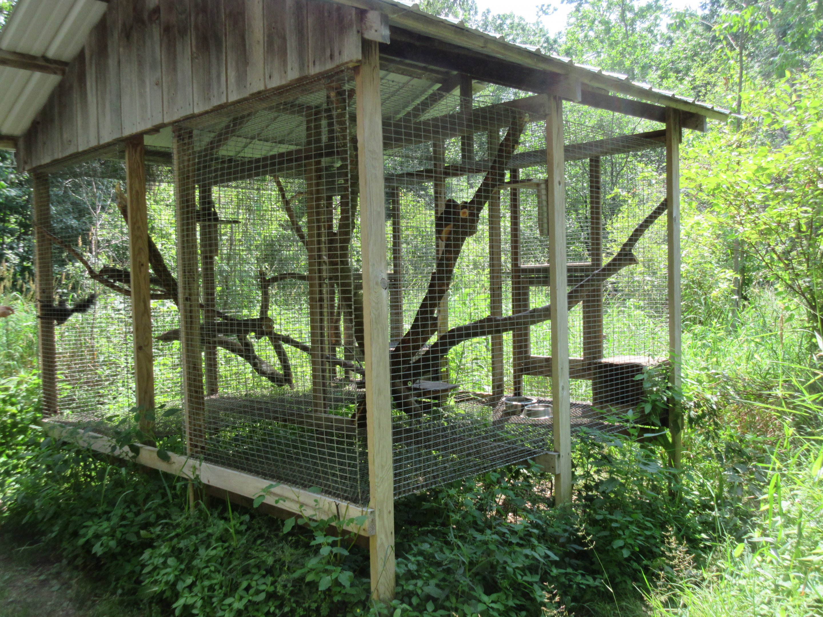 Gray Squirrel Exhibit