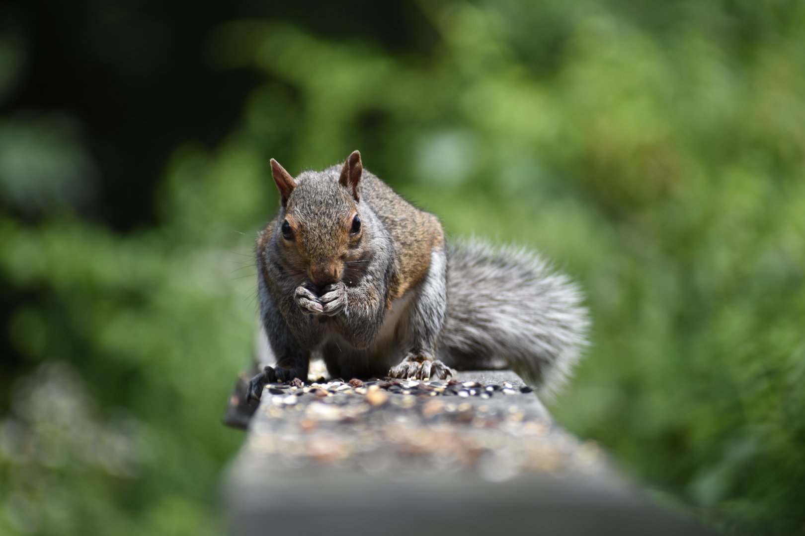 Gray Squirrel ~ Horn Pond, Massachusetts