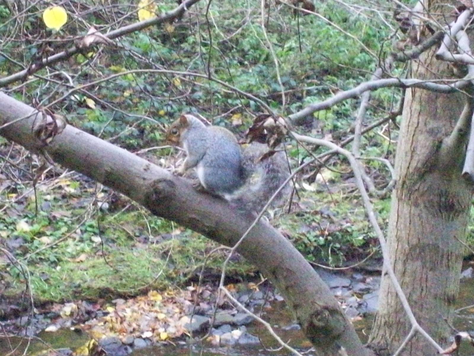 gray squirrel in the new town,edinburgh