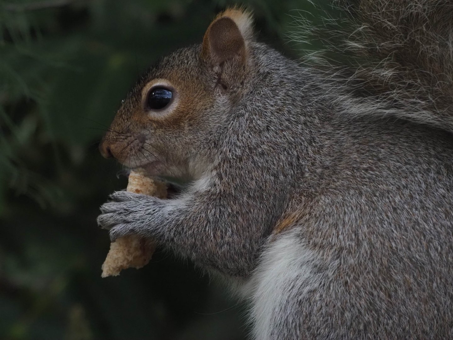 Gray Squirrel (Wild)
