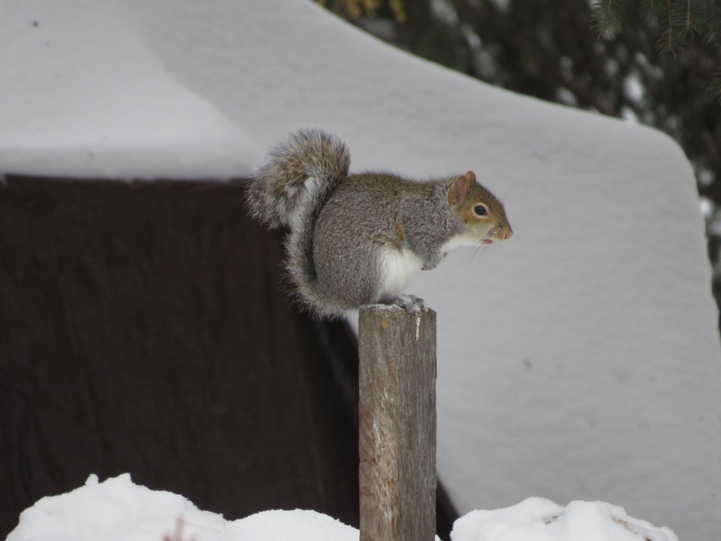 Gray Squirrel