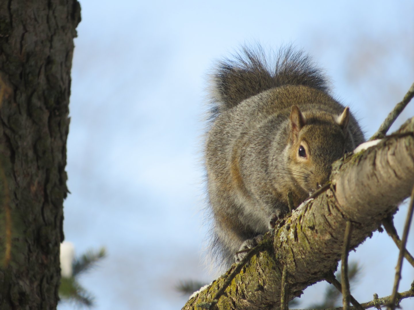 Gray Squirrel