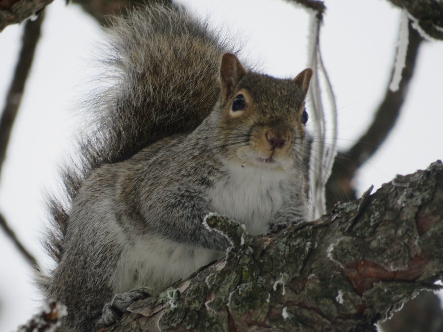 Gray Squirrel