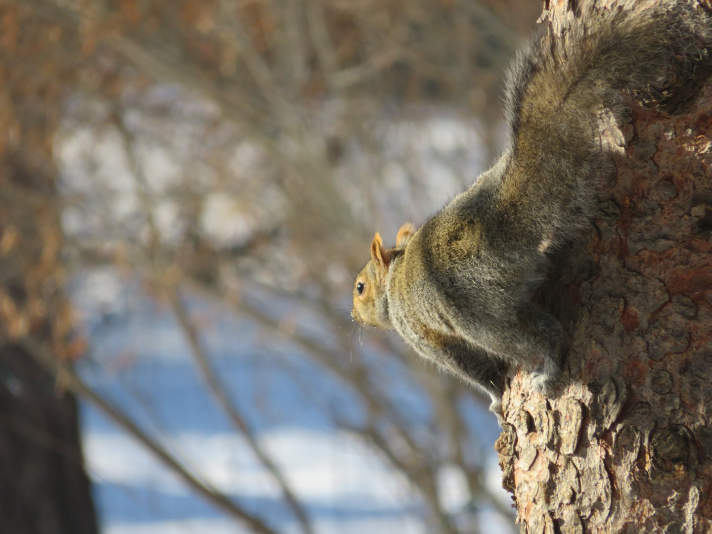 Gray squirrel