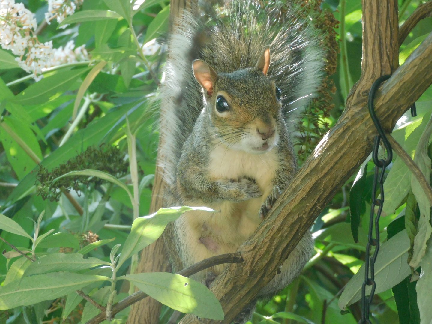 Gray squirrel
