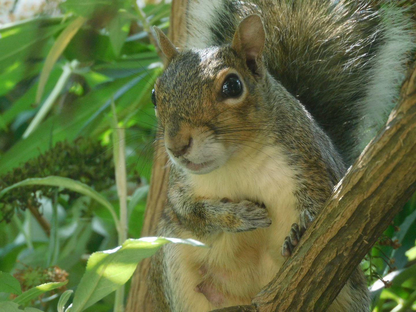 Gray squirrel