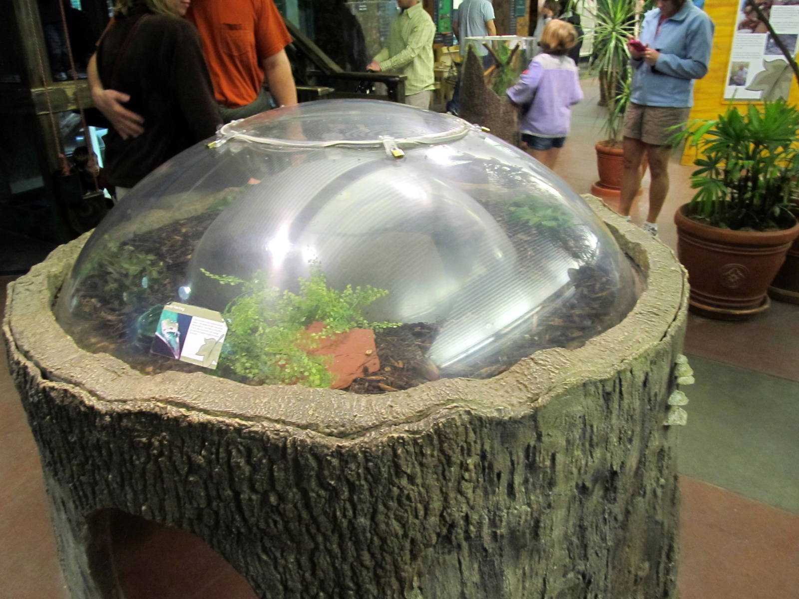 Gray Tree Frog Exhibit