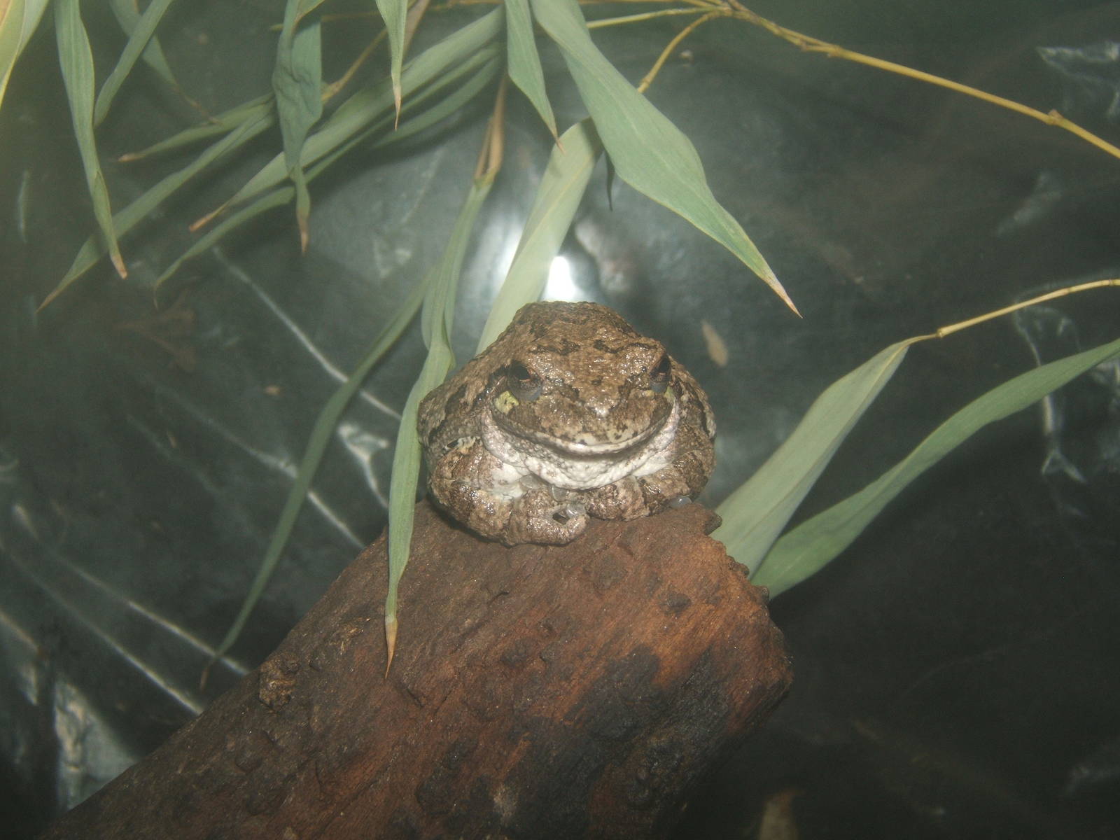 Gray Tree Frog (Hyla versicolor)