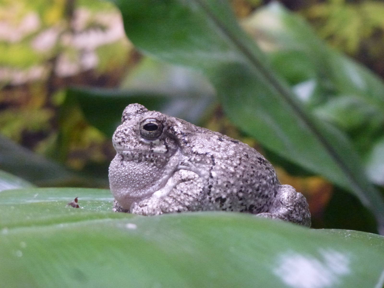Gray tree frog, November 2013.