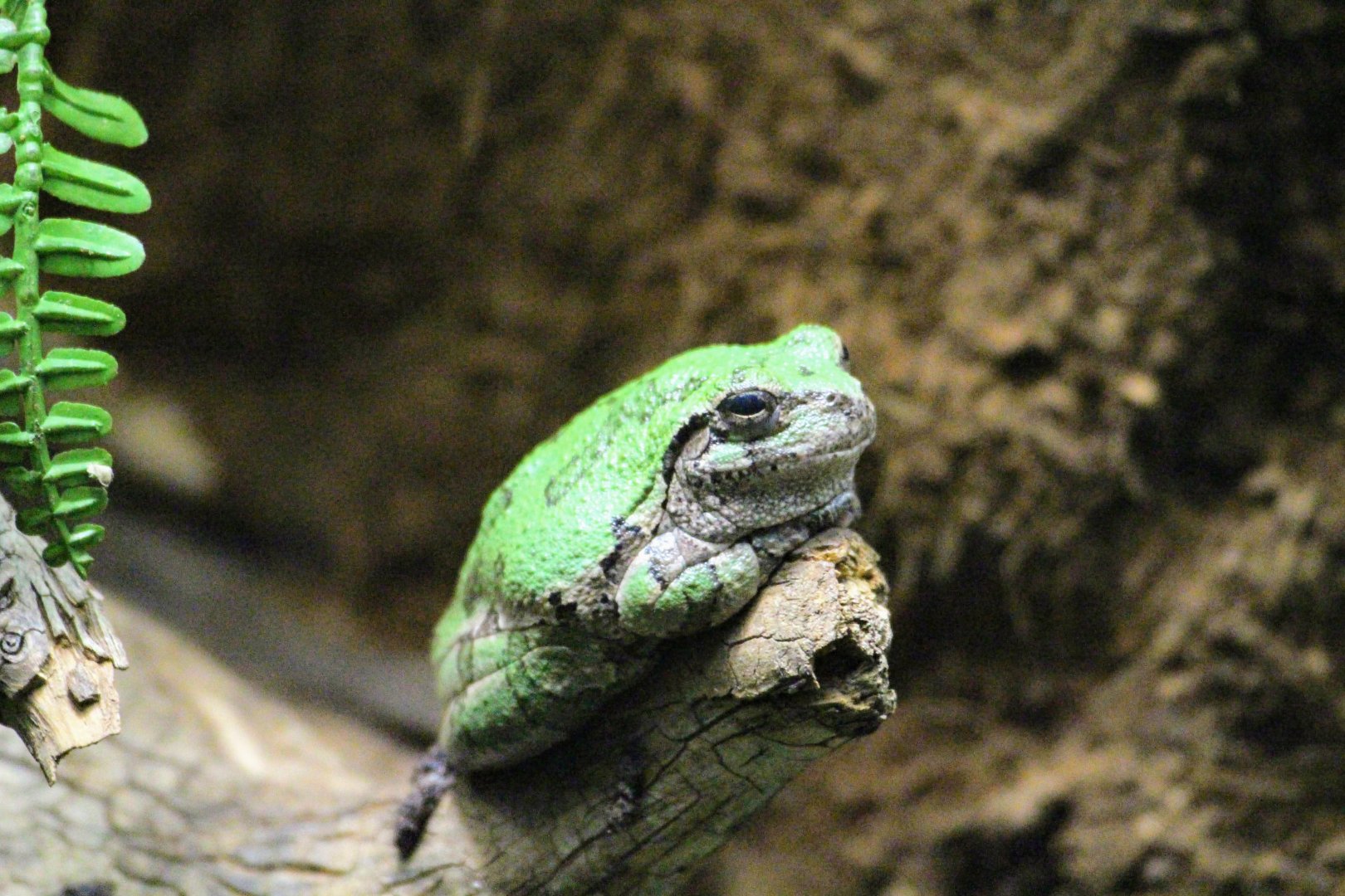Gray Tree Frog