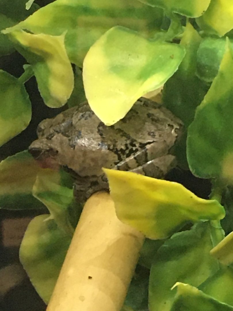 Gray Tree Frog