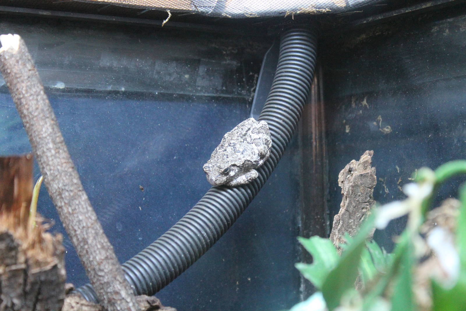 Gray Treefrog - June 2016