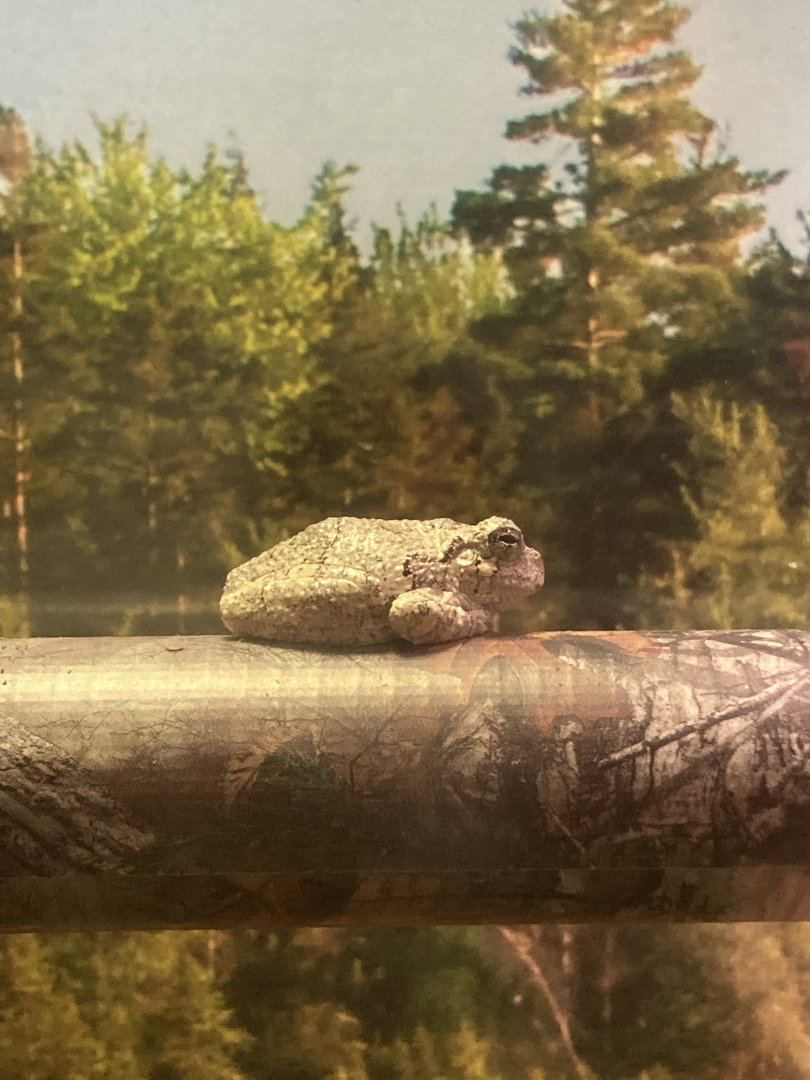 Gray Treefrog
