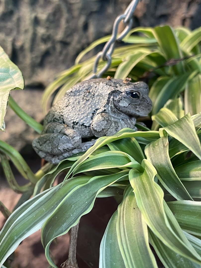 Gray Treefrog