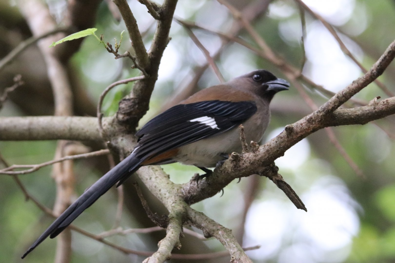 Gray Treepie (Dendrocitta formosae)