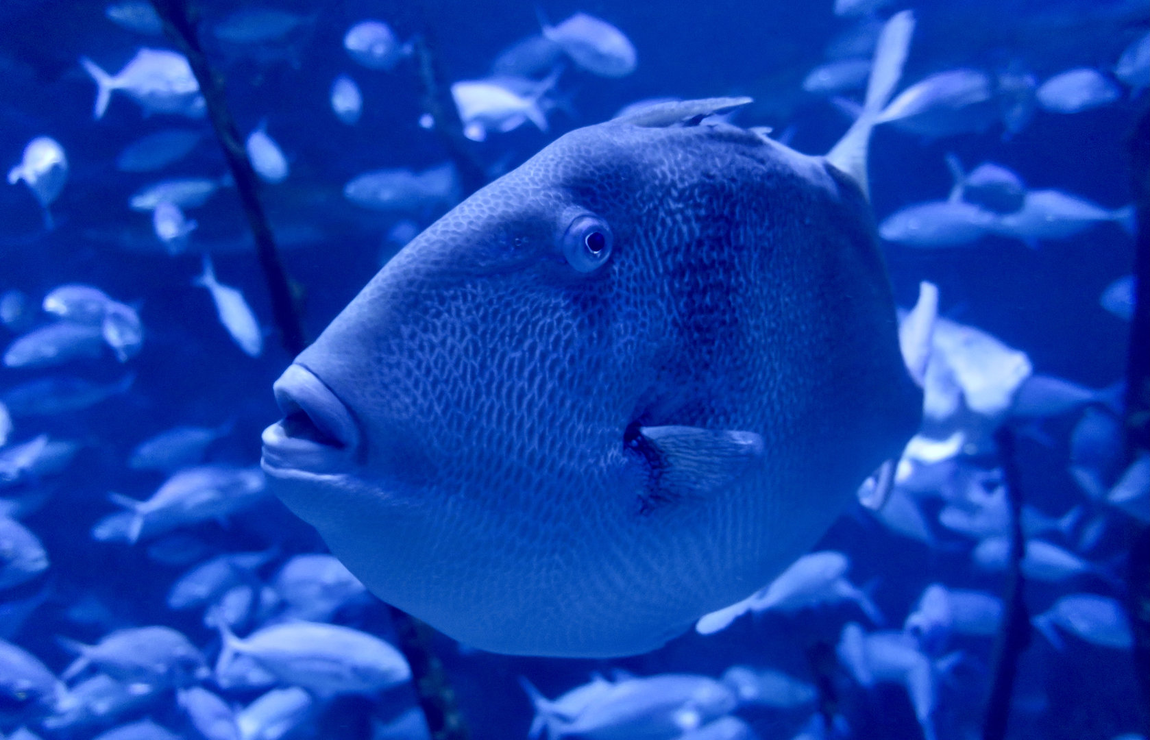 Gray Triggerfish (Balistes capriscus)