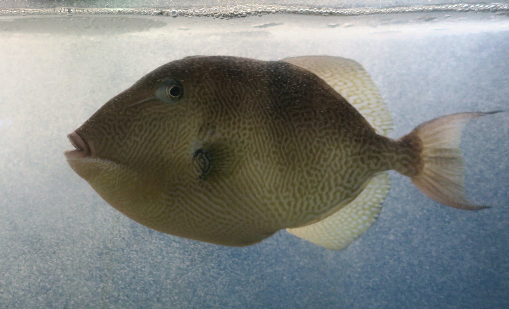 Gray Triggerfish (Balistes capriscus)