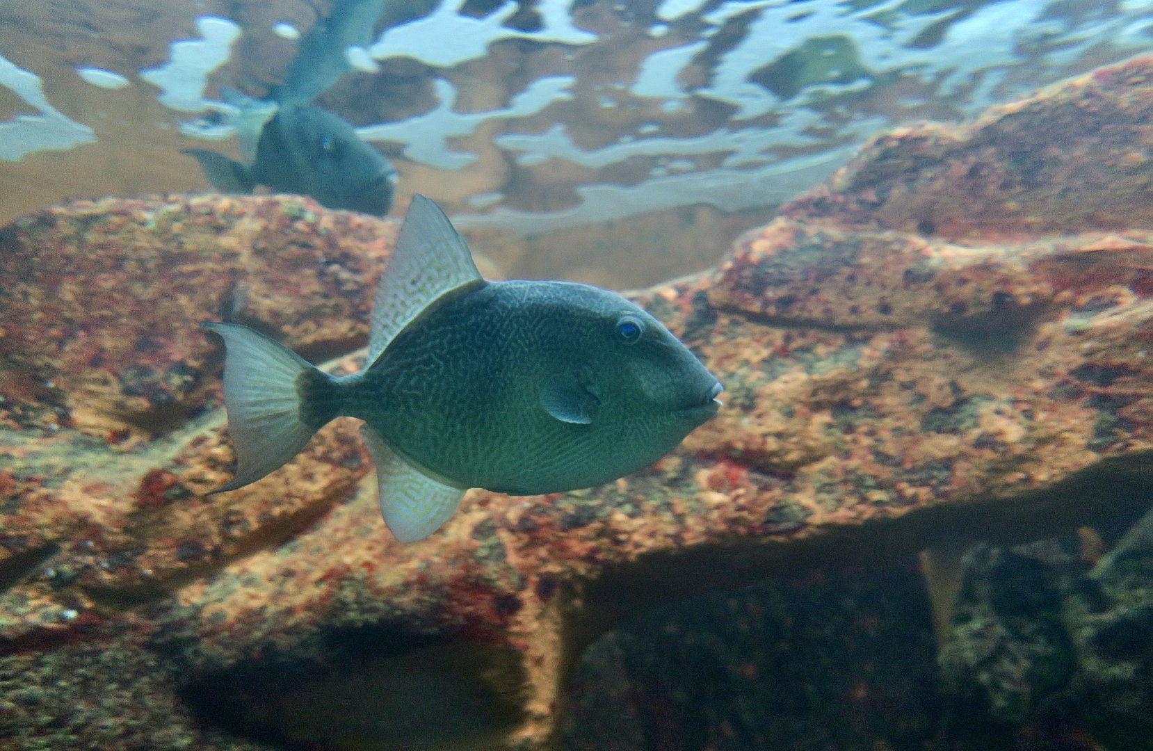 Gray Triggerfish (Balistes capriscus)