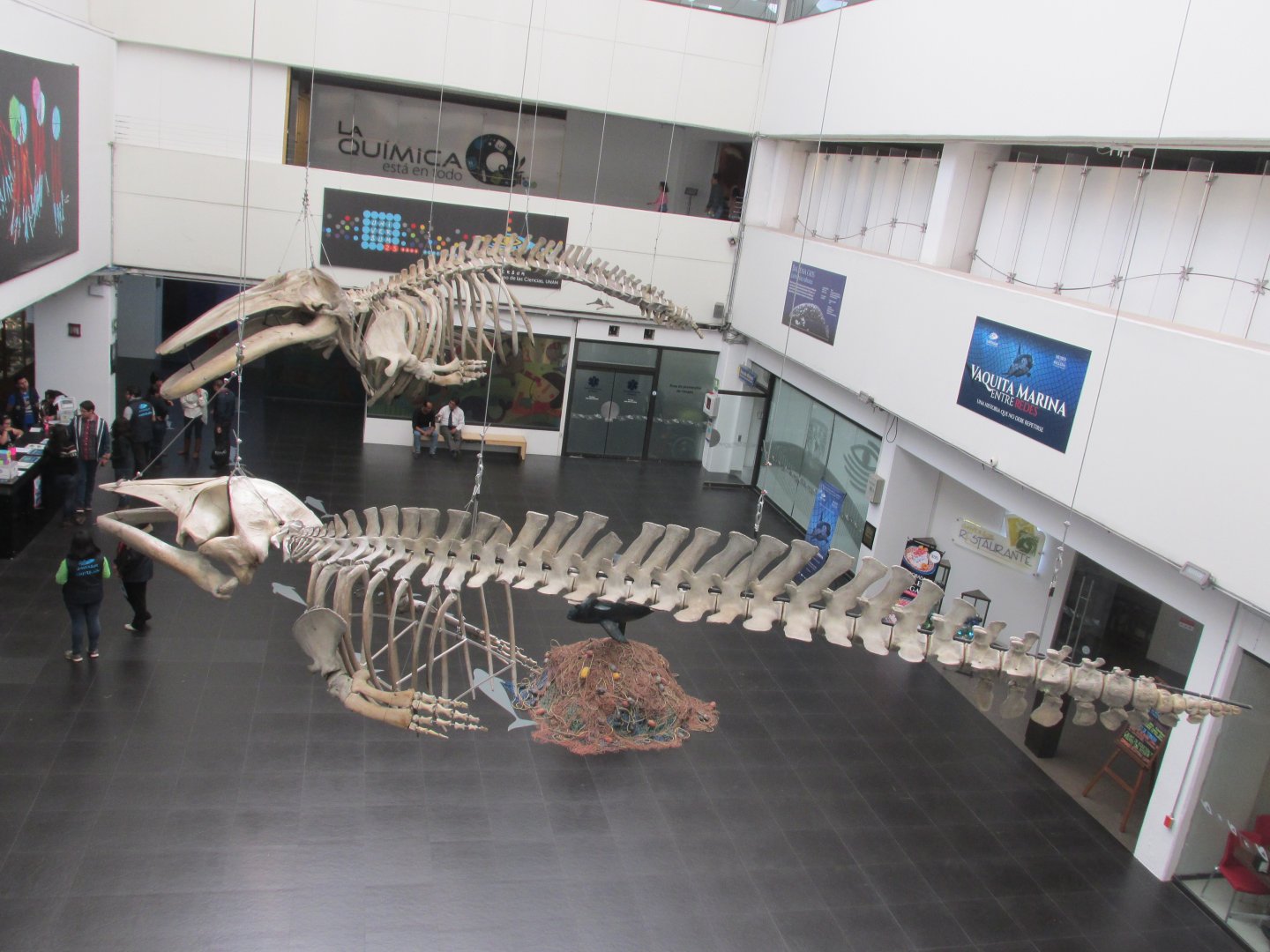 gray whale and minke whale skeletons