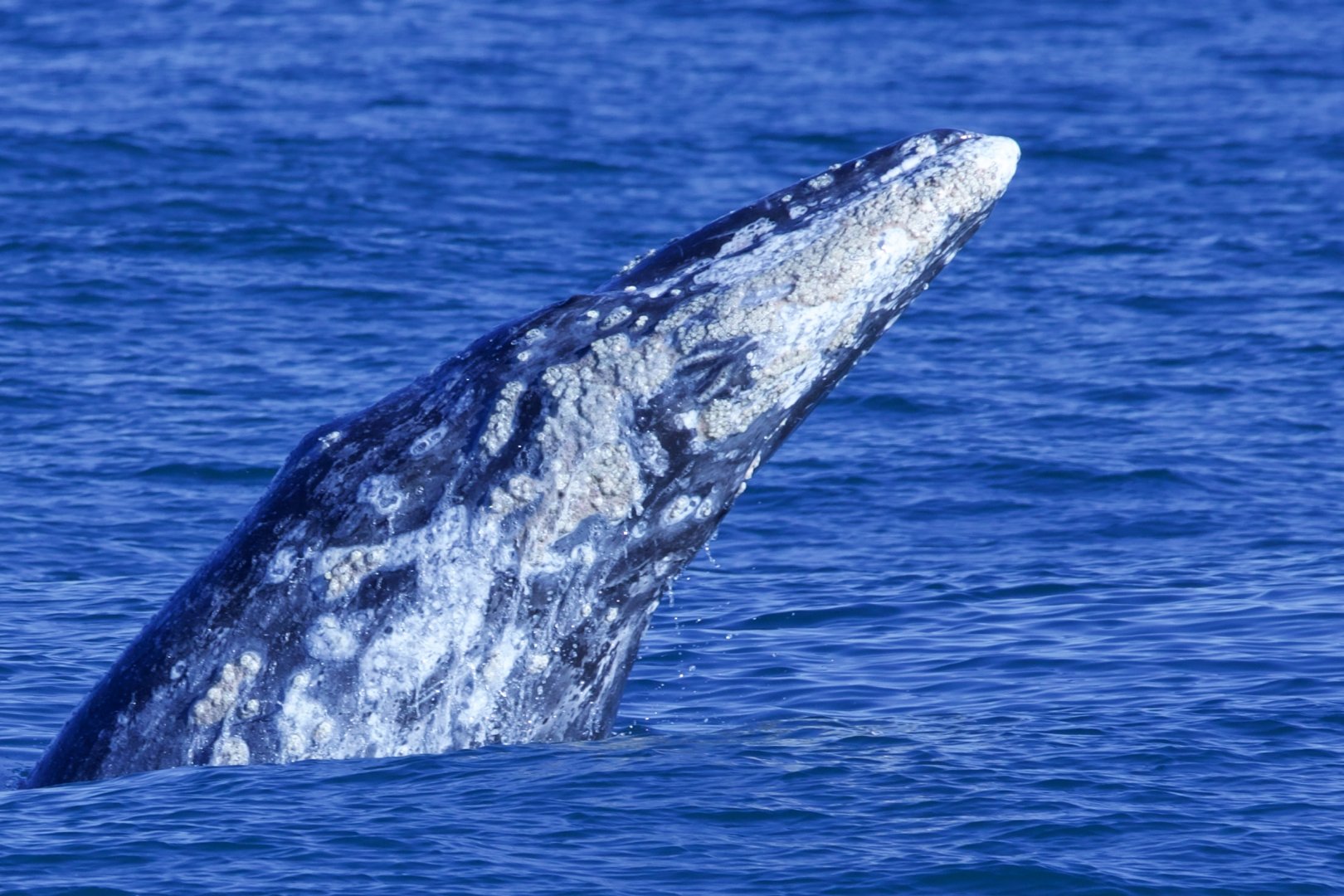 Gray Whale/ Eschrichtius robustus