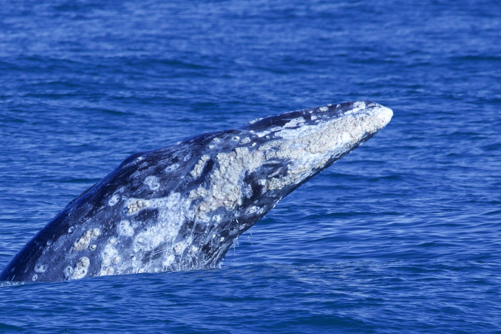 Gray Whale/ Eschrichtius robustus