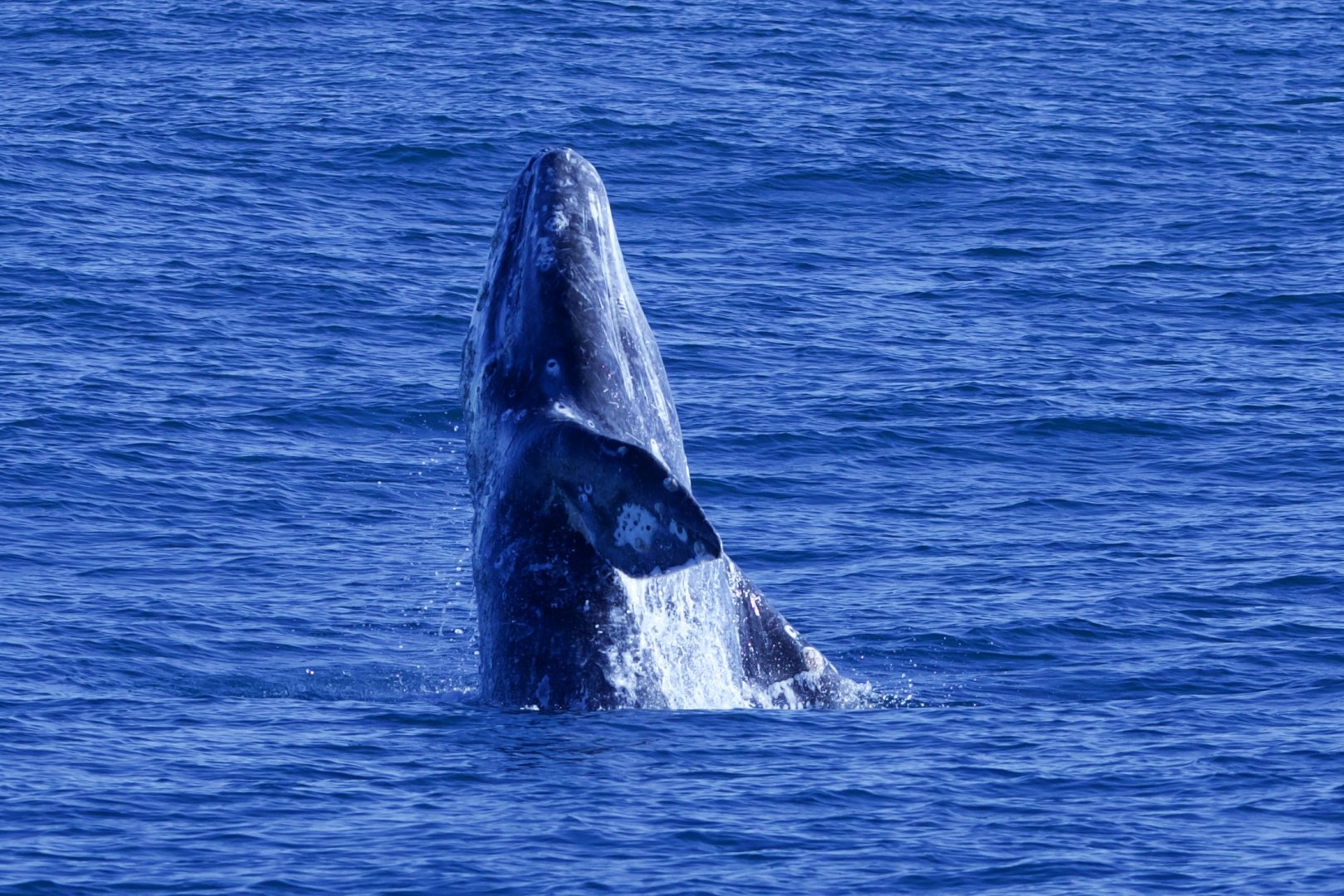 Gray Whale/ Eschrichtius robustus