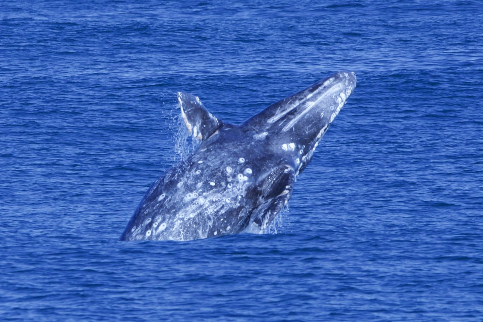 Gray Whale/ Eschrichtius robustus
