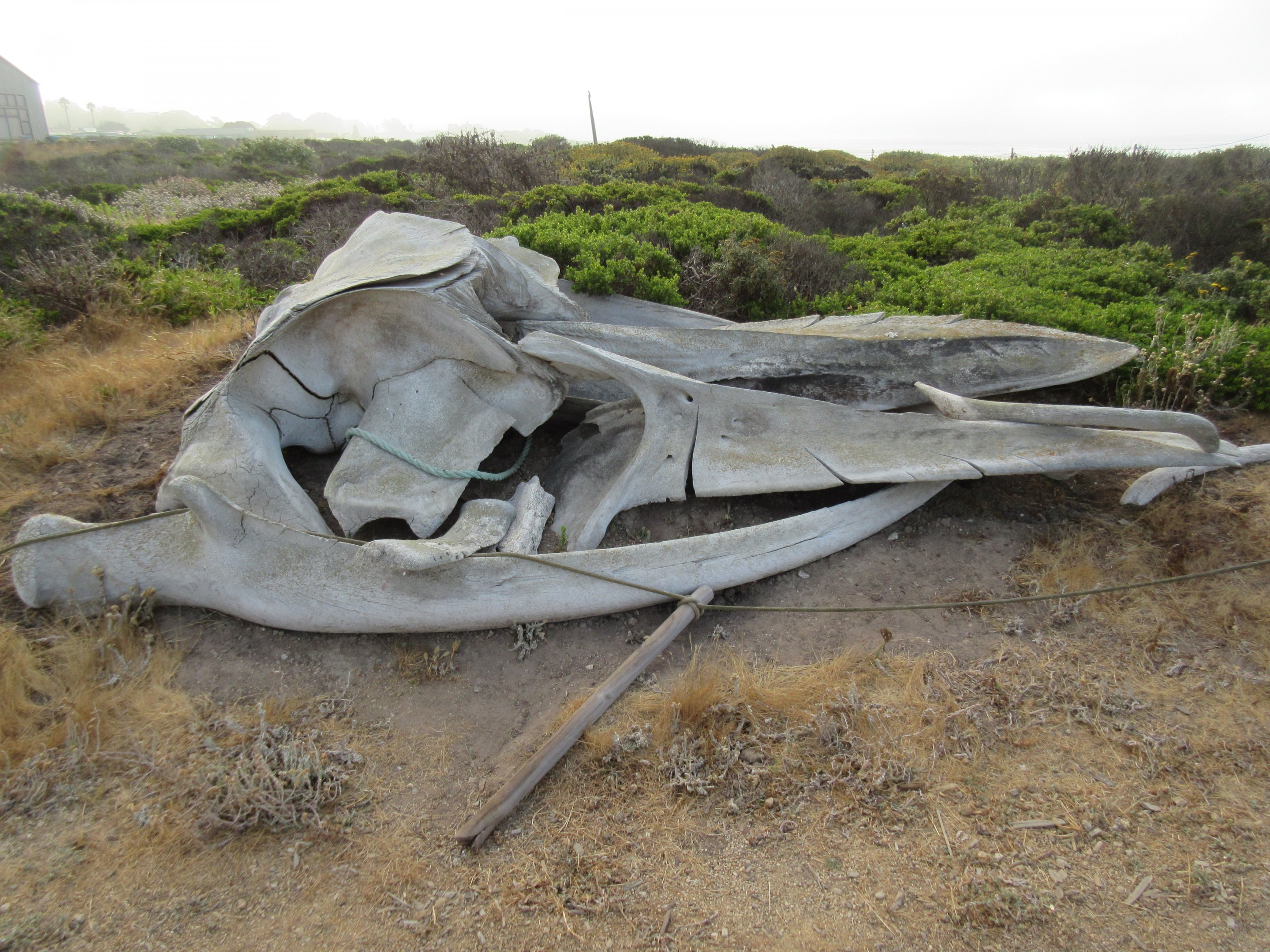 Gray Whale Skeleton