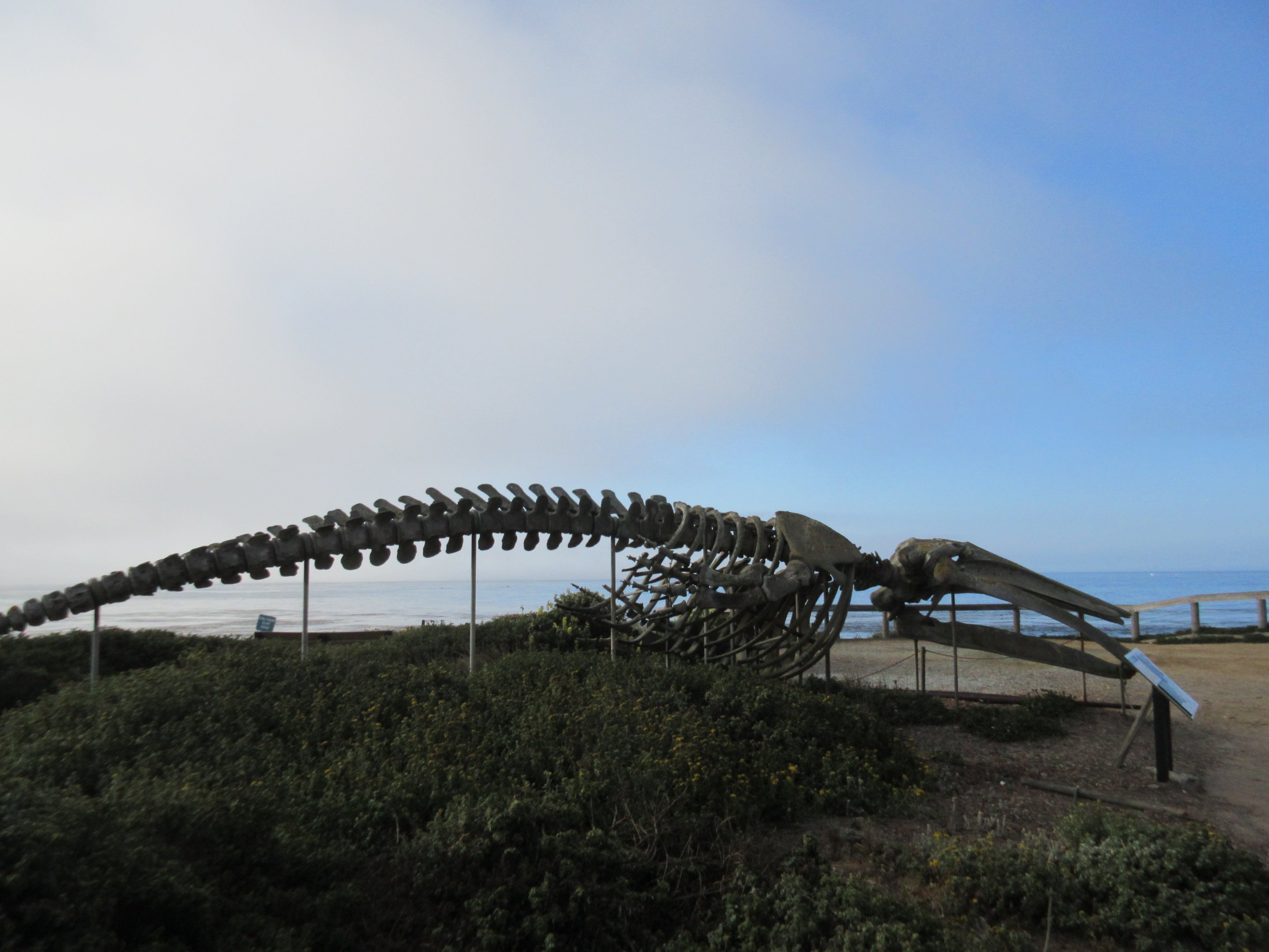 Gray Whale Skeleton