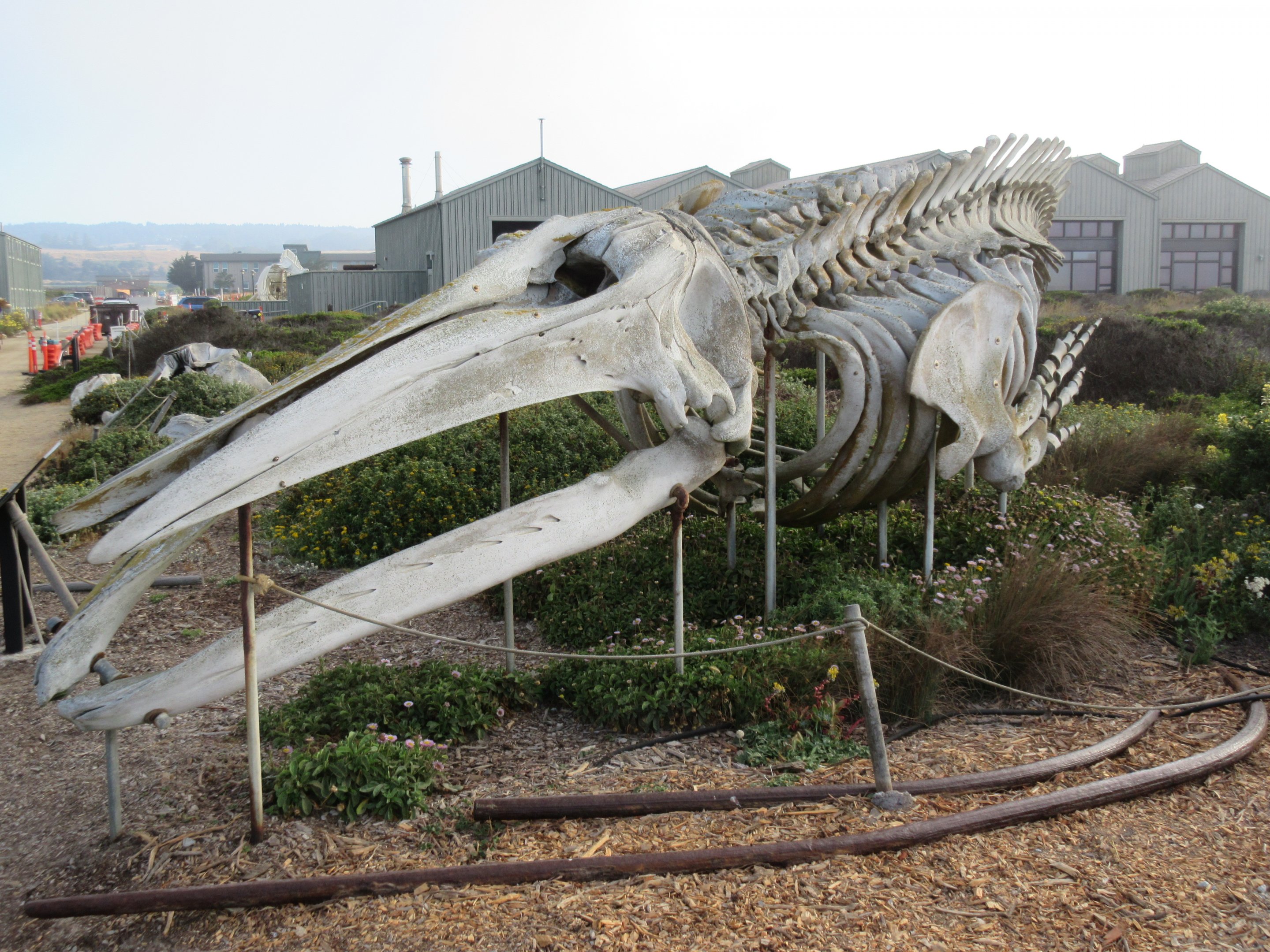 Gray Whale Skeleton