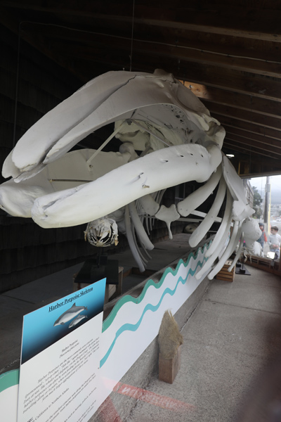 gray whale skeleton